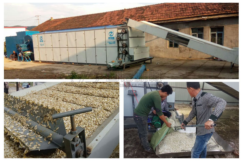 黑龍江寶清縣客戶烘干南瓜子白瓜子現場