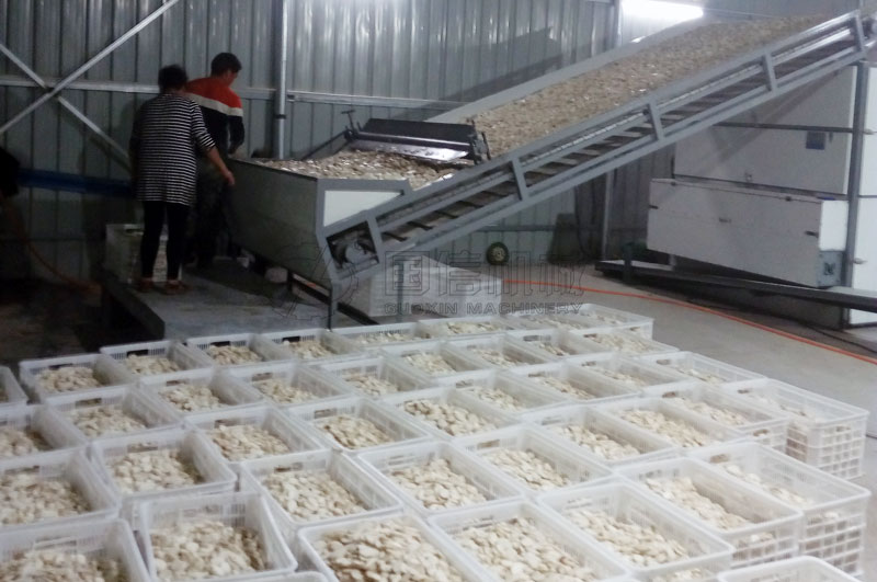 焦作孟州客戶(hù)懷山藥切片烘干現(xiàn)場(chǎng)